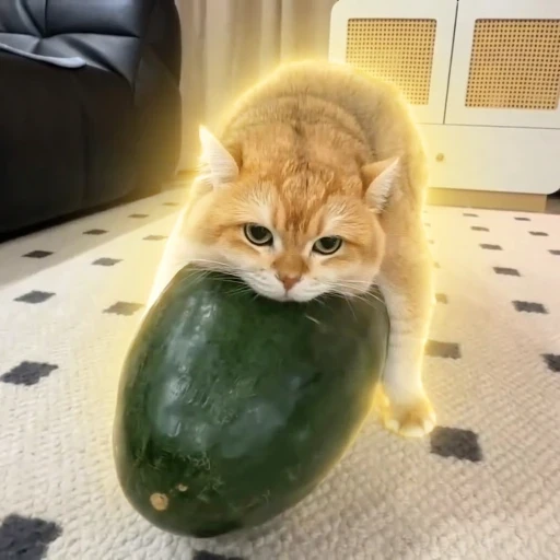 WATERMELON token logo
